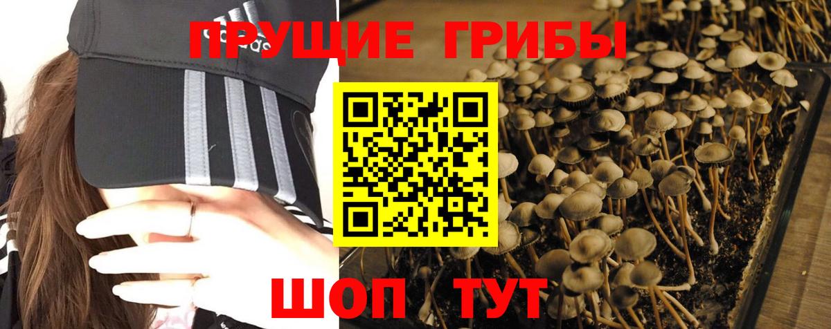 Галлюциногенные грибы GOLDEN TEACHER  Вход с VPN  Черняховск 